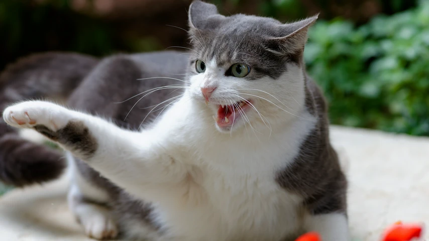 Angry cat